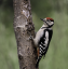 Juvenile,  Male Great  Spotted  Woodpecker 